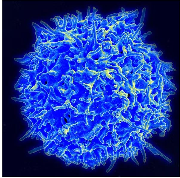 تصویر میکروسکوپی از یک سلول T انسانی آبی رنگ